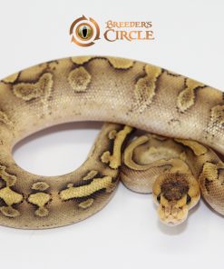 Enchi Champagne Yellowbelly M247305