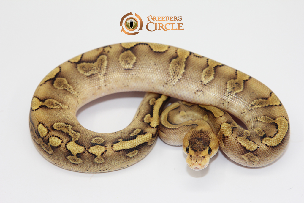 Enchi Champagne Yellowbelly M247305
