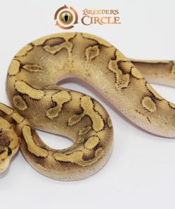 Enchi Champagne Yellowbelly M247306