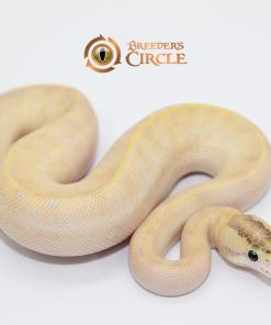 Enchi Ivory F2411181