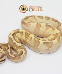 Enchi Vanilla Cream F247291