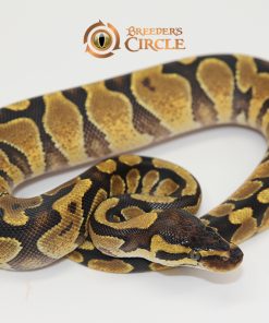 Enchi Yellowbelly F247309