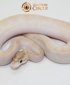 Ivory 100% Het Clown F248282