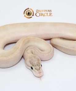 Ivory M2411182