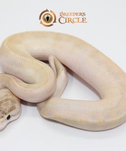 Ivory M2411183