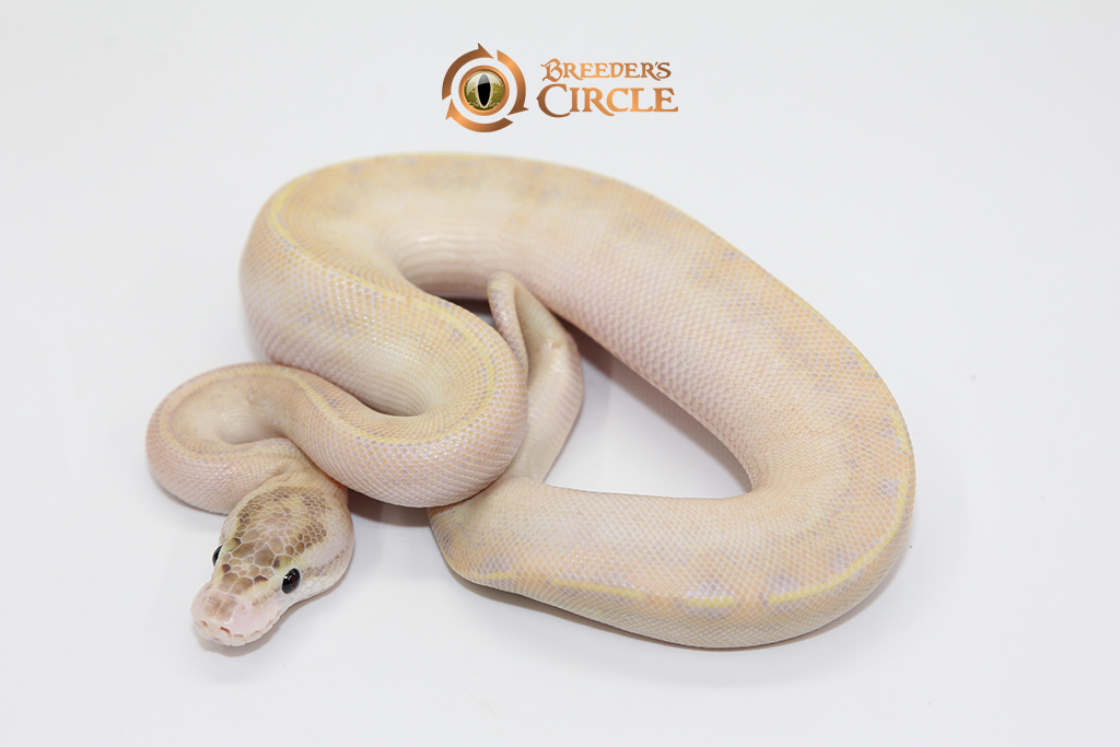Ivory M2411183