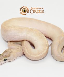 Ivory M2411184