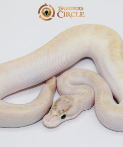 Ivory Poss Pinstripe 100% Het Clown M248281