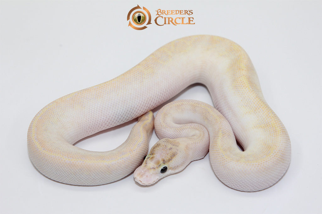 Ivory Poss Pinstripe 100% Het Clown M248281