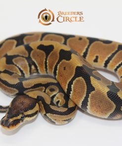 100% Double Het Sahara Clown F249119