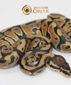 100% Double Het Sahara Clown M249118