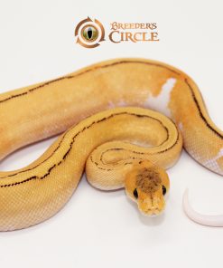 Orange Dream Champagne Fire Yellowbelly M249255