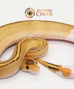 Orange Dream Champagne Yellowbelly M249254