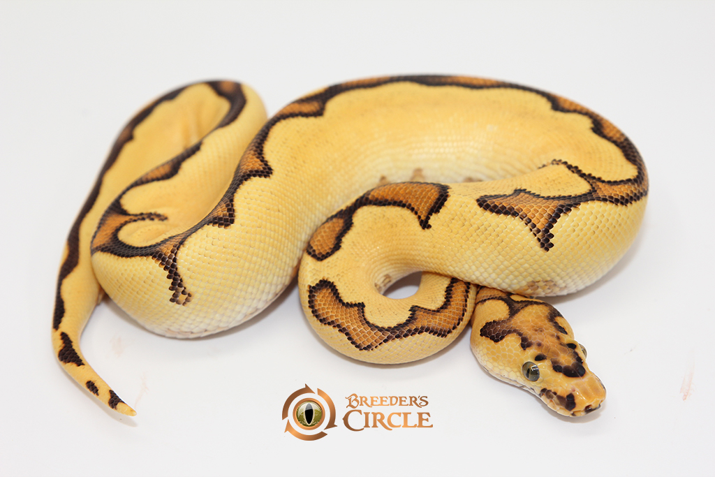 Orange Dream Enchi Fire Clown Poss Super Orange Dream M247313
