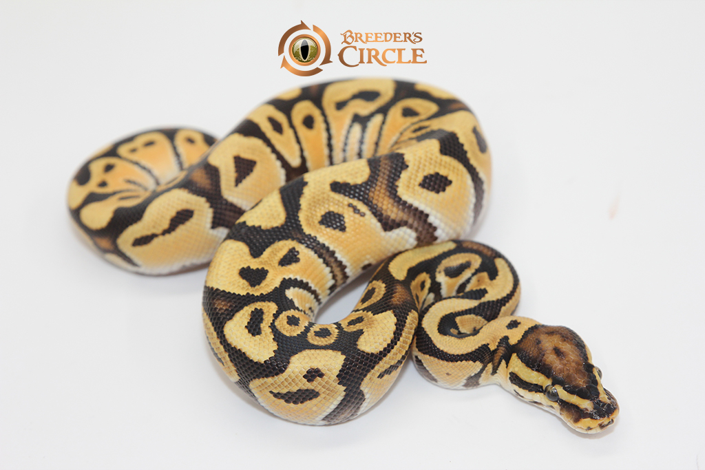 Orange Dream Fire Or Vanilla 100% Het Clown M247316