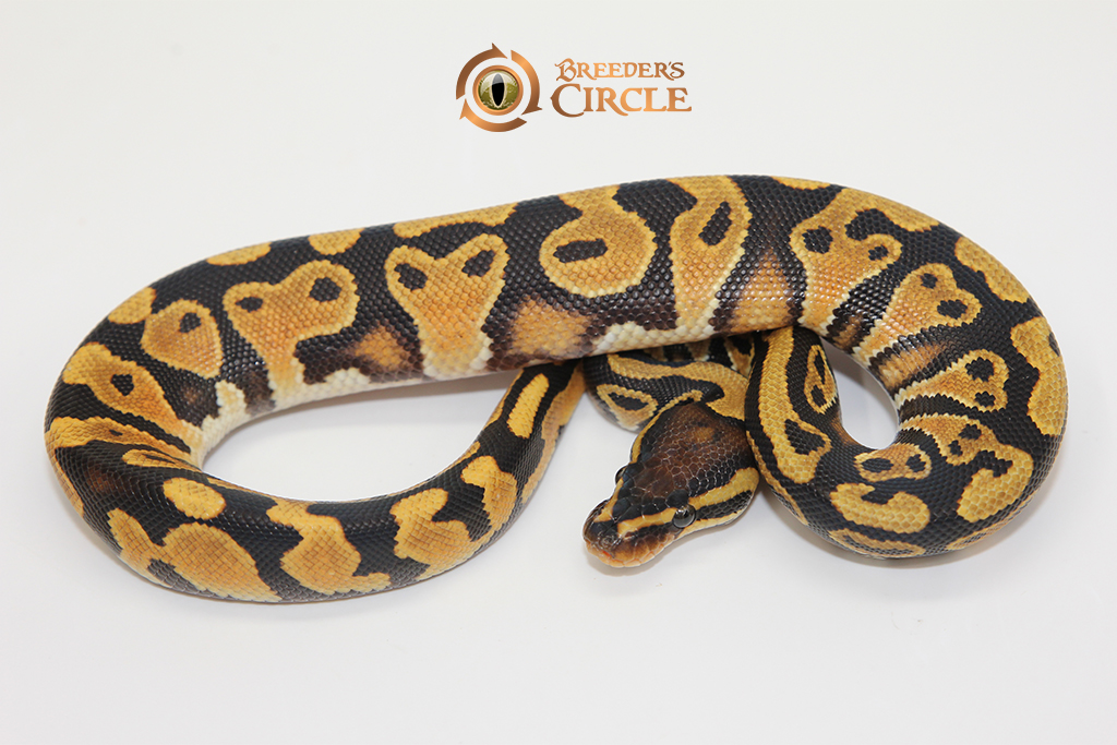 Orange Dream Yellowbelly M249252