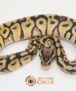 Pastel 100% Double Het Sahara Clown F249116