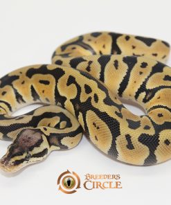 Pastel 100% Double Het Sahara Clown F249117