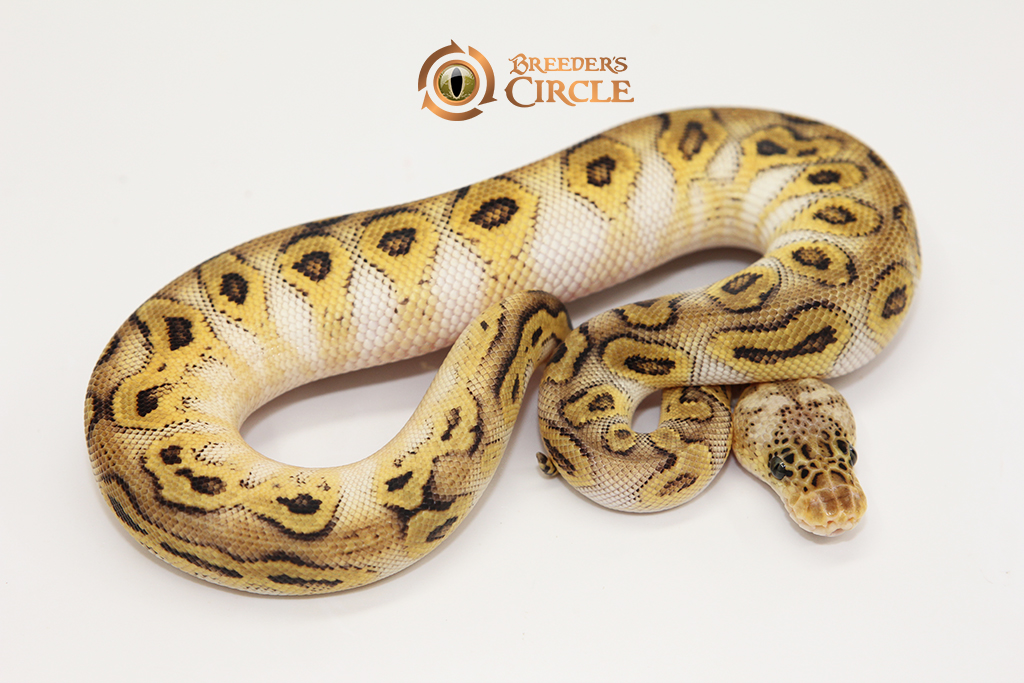 Pastel Bongo Clown M2410093