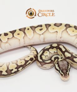 Pastel Butter 100% Double Het Sahara Clown F249115