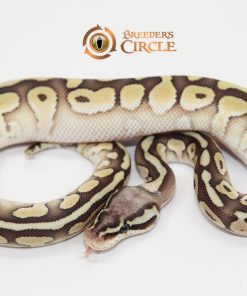 Pastel Butter 100% Double Het Sahara Clown M249112