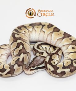 Pastel Butter 100% Double Het Sahara Clown M249114