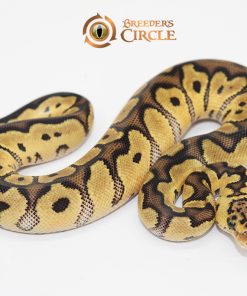 Pastel Clown F2410097