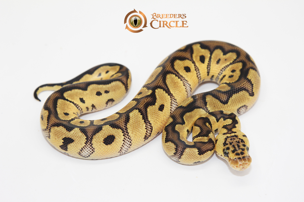 Pastel Clown F2410097