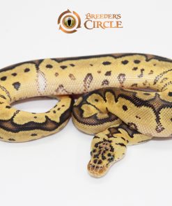 Pastel Clown F2410098