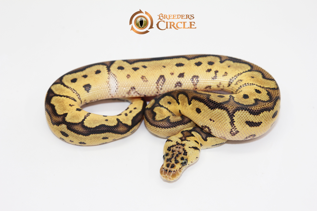 Pastel Clown F2410098