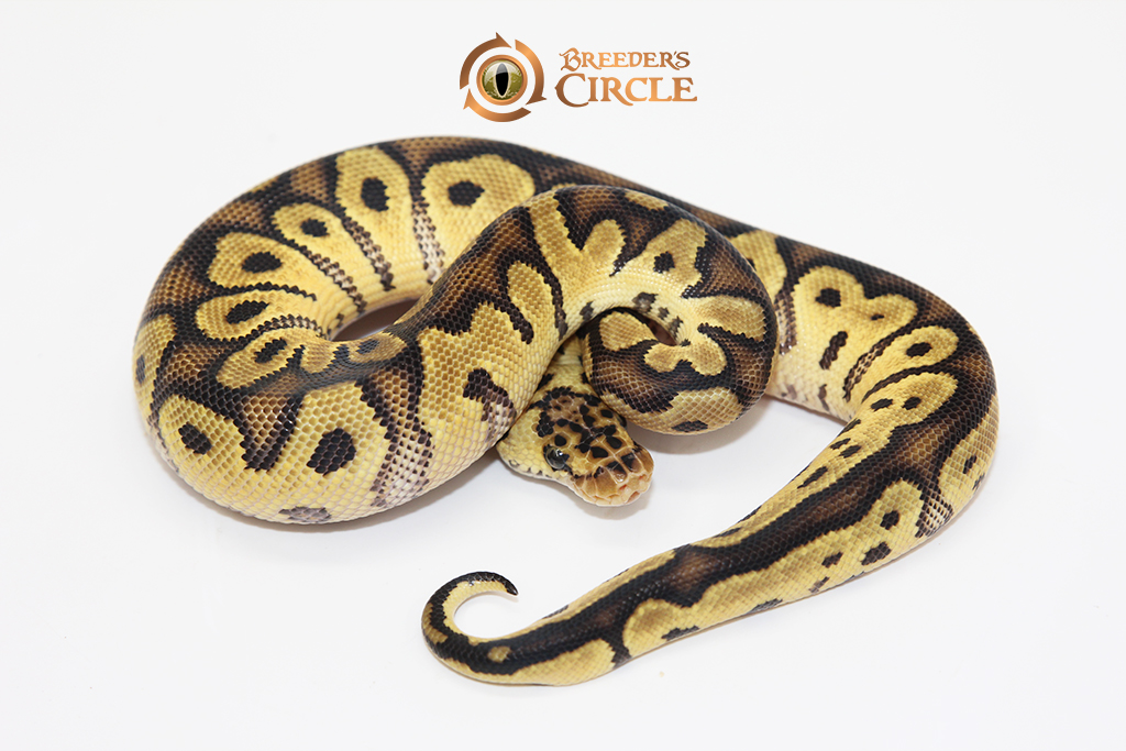 Pastel Clown M2410096