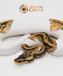 Pastel Leopard Pied 100% Het Clown F247253
