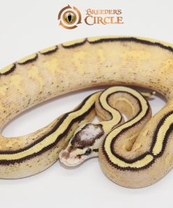 Pastel Red Stripe Super Stripe F248072