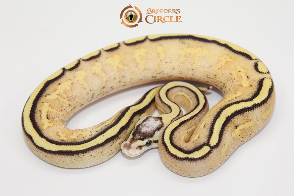 Pastel Red Stripe Super Stripe F248072
