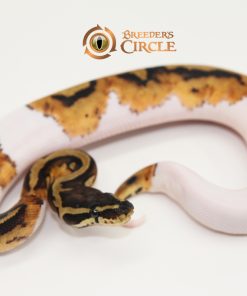 Pied 66% Het Ultramel M249303