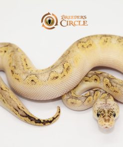 Super Pastel Bongo Clown F2410092