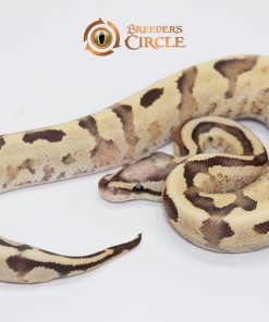Vanilla Cream Poss Yellowbelly M247292