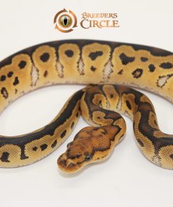 Clown F249183