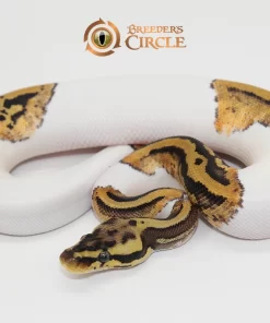 Pastel Leopard Pied 100% Het Clown F247253