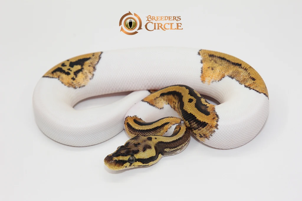Pastel Leopard Pied 100% Het Clown F247253
